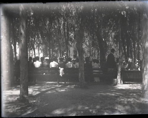 Gathering in grove of trees