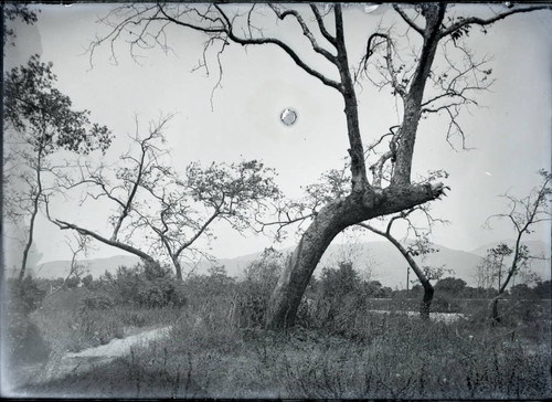 Trees in the Wash, Pomona College