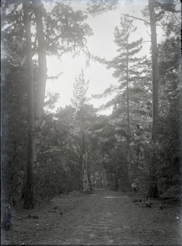 Trees along 17-Mile Drive