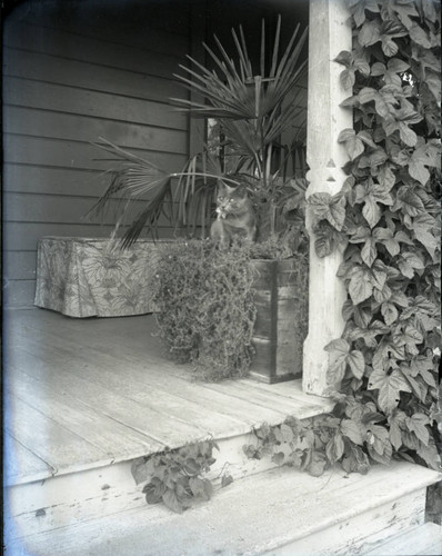 Cat in planter