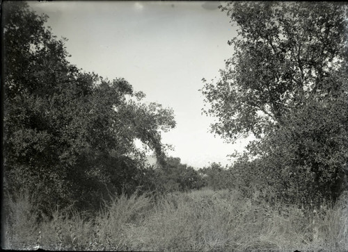 Trees in the Wash, Pomona College