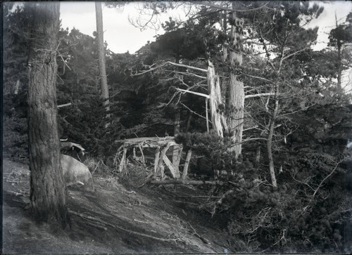 Trees along 17-Mile Drive