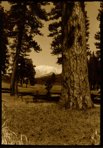 Mt. Baldy from Brown's Flats