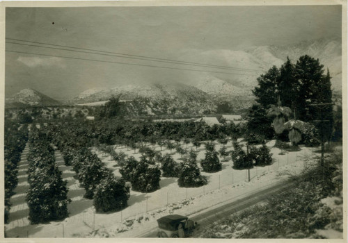 Snow-covered citrus groves