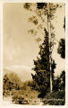 Postcard of "Old Baldy" from Pomona College