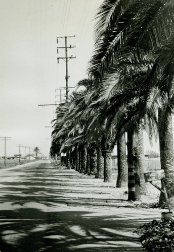 Street lined with palm trees