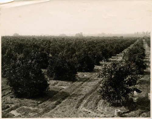 Citrus groves