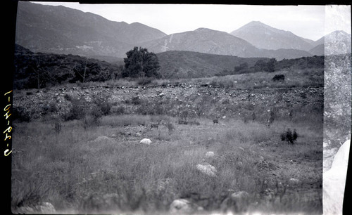 Deer in Thompson Creek