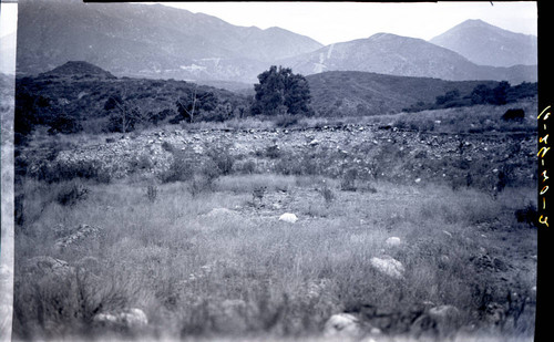 Deer in Thompson Creek