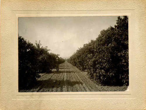 Citrus grove