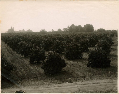 Citrus grove