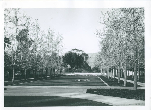 Liquidambar Mall, Harvey Mudd College