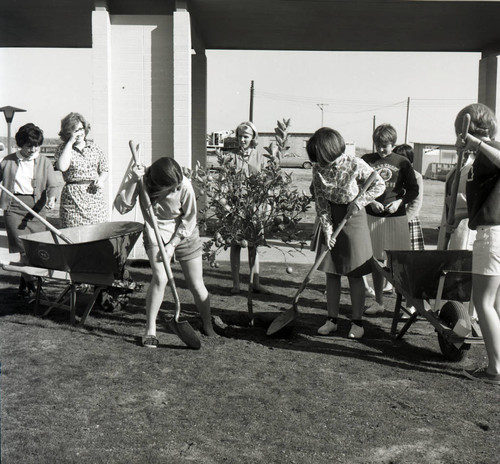 Students planting an orange tree, Pitzer College