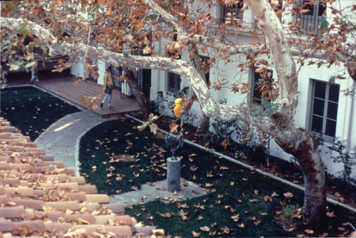 Autumn leaves in Sycamore Court, Scripps College