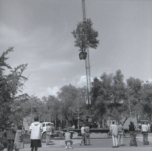 Olive tree suspended from crane, Harvey Mudd College