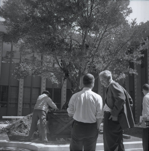 Kingston Hall courtyard olive tree planting, Harvey Mudd College