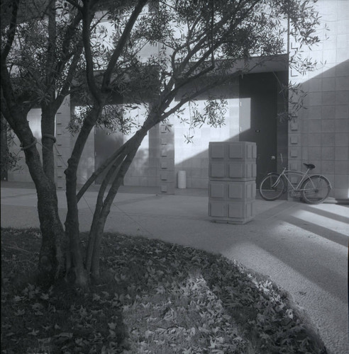 Thomas-Garrett Hall courtyard and olive tree, Harvey Mudd College