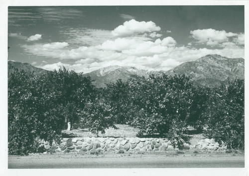 Citrus Grove, Claremont