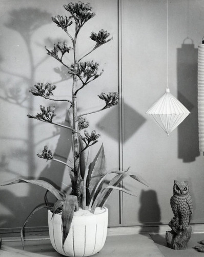 Ceramic planter and owl, Scripps College