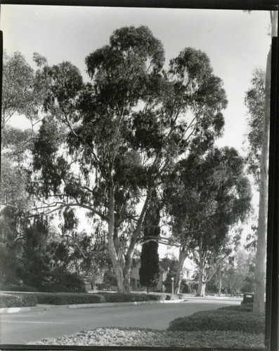 College Avenue, model car, Pomona College