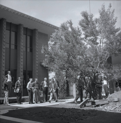 Kingston Hall courtyard olive tree planting, Harvey Mudd College