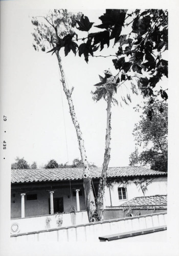 Eucalyptus tree, Scripps College