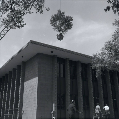 Kingston Hall with olive tree suspended by crane, Harvey Mudd College