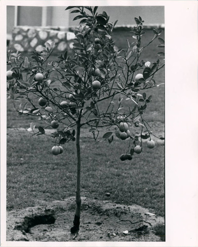 Orange tree, Pitzer College