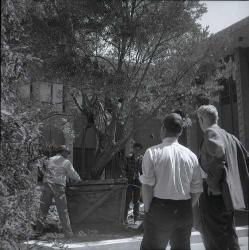 Kingston Hall courtyard olive tree planting, Harvey Mudd College