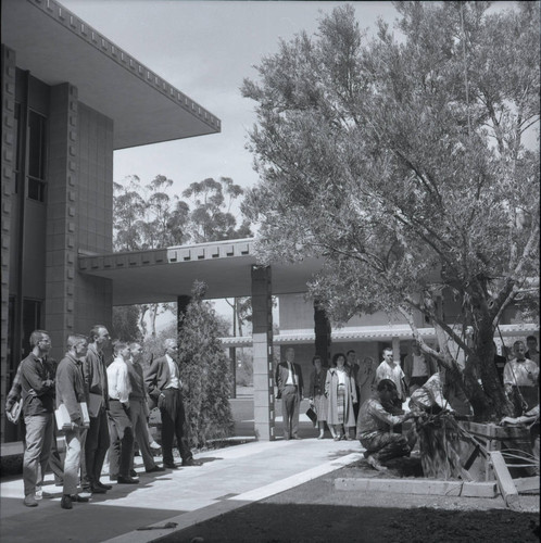 Kingston Hall courtyard olive tree planting, Harvey Mudd College