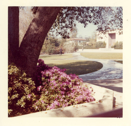 Flowering plant, Claremont McKenna College