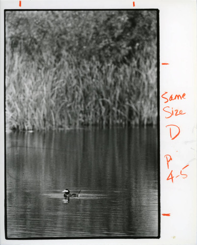 Bernard Biological Field Station pHake Lake, Claremont University Consortium