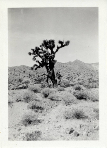 Student with Joshua Tree, Scripps College