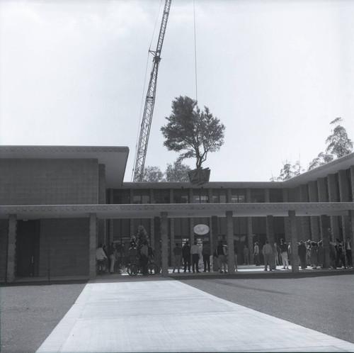 Kingston Hall with olive tree suspended by crane, Harvey Mudd College