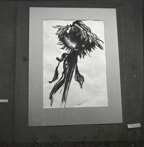 Drawing of a sunflower, Scripps College