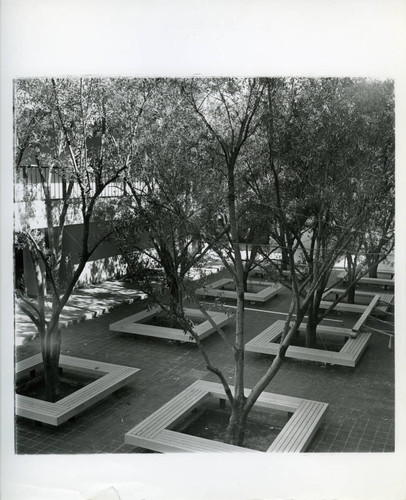 Olive trees in Lyddon Court, Scripps College