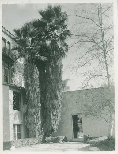 Memorial Gym and palm trees, Pomona College