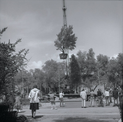 Olive tree suspended from crane, Harvey Mudd College