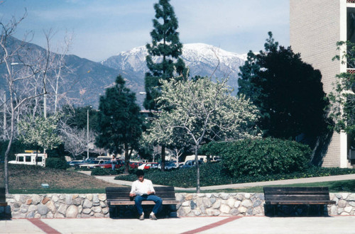 Blooming trees, Claremont McKenna College