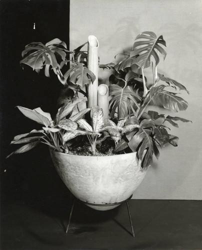 Ceramic pot with plants, Scripps College