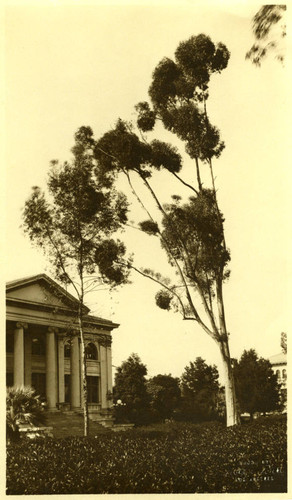Carnegie Hall Library and tree, Pomona College