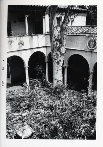 Eucalyptus tree pruning, Scripps College