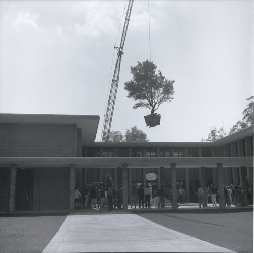 Kingston Hall with olive tree suspended by crane, Harvey Mudd College