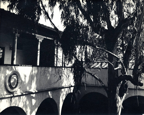 Large eucalyptus tree, Scripps College