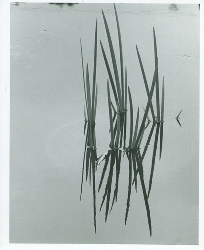 Aquatic plants in pond, Harvey Mudd College