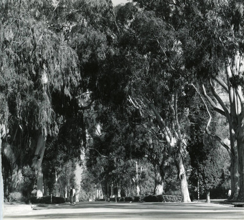 College Avenue, tall trees, Pomona College