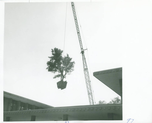 Kingston Hall with olive tree suspended by crane, Harvey Mudd College