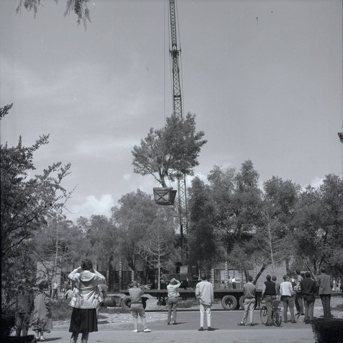 Olive tree suspended from crane, Harvey Mudd College