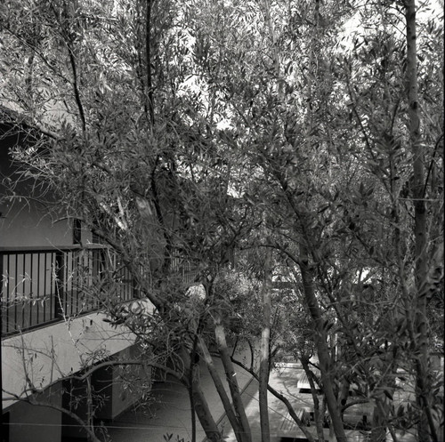 Humanities Building and trees, Scripps College