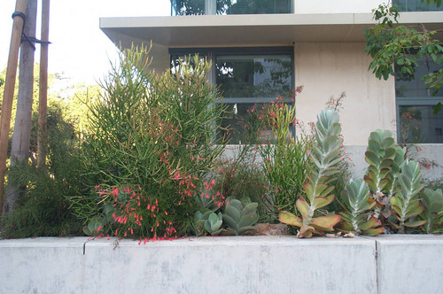 Water-conserving plantings, R.C. Seaver Biology Building, Pomona College